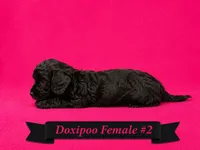Female #2, a female Doxiepoo for sale in Blue Ridge, GA – 2 of 3