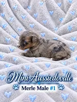 Blue Merle Male #1, a male Miniature Aussiedoodle for sale in Blue Ridge, GA – 6 of 6