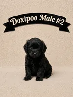 Male #2, a male Doxiepoo for sale in Blue Ridge, GA – 3 of 3