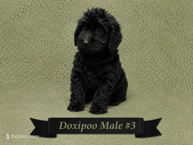 Male #3 – Doxiepoo puppy for sale in Blue Ridge, GA