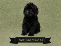 Male #3, a male Doxiepoo for sale in Blue Ridge, GA – 1 of 3