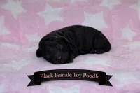Black Female , a female Poodle - Toy  for sale in Blue Ridge, GA – Photo 3 of 3