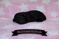 Black Female , a female Poodle - Toy  for sale in Blue Ridge, GA – Photo 2 of 3