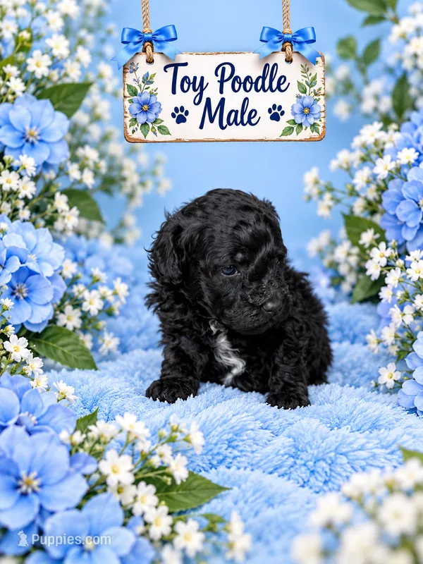 Male #1 – Poodle - Toy  puppy for sale in Blue Ridge, GA