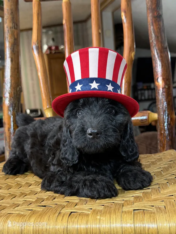 Male #3 – Doxiepoo puppy for sale in Blue Ridge, GA