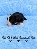 Black and White Male , a male Miniature Aussiedoodle for sale in Blue Ridge, GA – 10 of 10