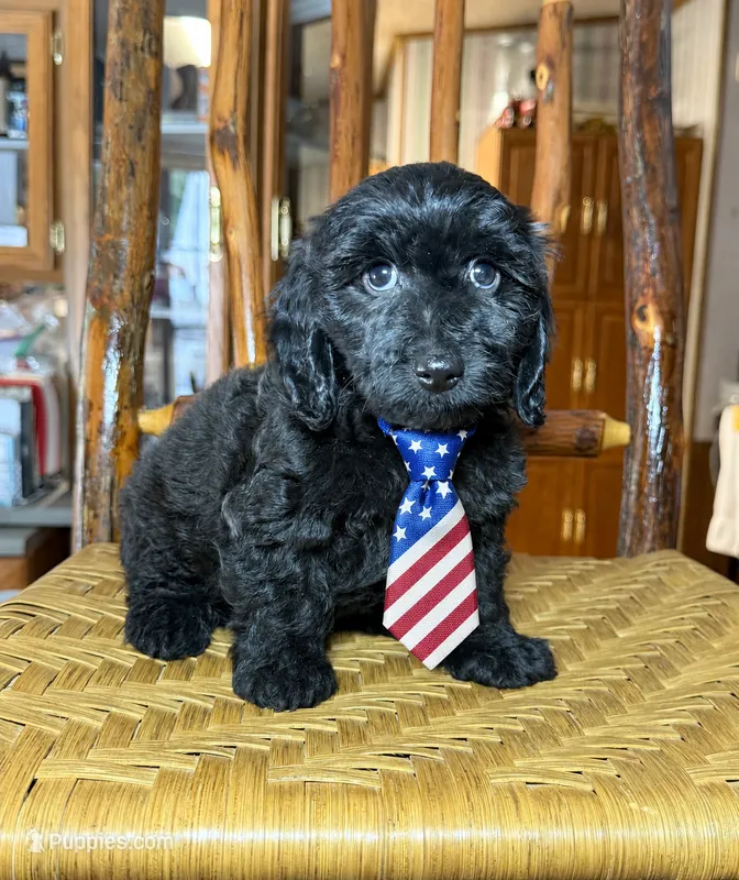 Male #2 – Doxiepoo puppy for sale in Blue Ridge, GA