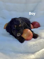 White Collar Male Mini Aussiedoodle, a male Miniature Aussiedoodle for sale in Blue Ridge, GA – 2 of 5