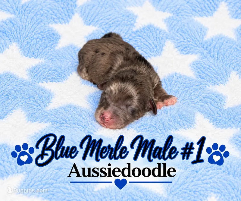 Blue Merle Male #1 – Miniature Aussiedoodle puppy for sale in Blue Ridge, GA