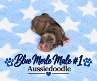 Blue Merle Male #1, a male Miniature Aussiedoodle for sale in Blue Ridge, GA – 1 of 5