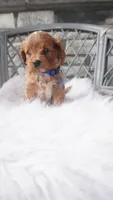 Callan , a male Cavapoo for sale in Millersburg, OH – 4 of 5