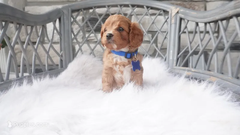 Callan  – Cavapoo puppy for sale in Millersburg, OH