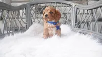 Callan , a male Cavapoo for sale in Millersburg, OH – 1 of 5