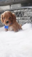 Callan , a male Cavapoo for sale in Millersburg, OH – 5 of 5