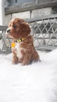 Caprice , a female Cavapoo for sale in Millersburg, OH – 3 of 5