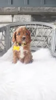 Caprice , a female Cavapoo for sale in Millersburg, OH – 5 of 5