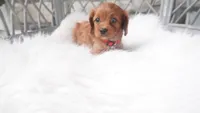  Caroline , a male Cavapoo for sale in Millersburg, OH – 3 of 4