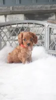  Caroline , a male Cavapoo for sale in Millersburg, OH – 2 of 4