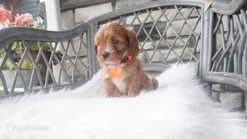 Candy – Cavapoo puppy for sale in Millersburg, OH