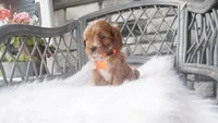 Candy, a male Cavapoo for sale in Millersburg, OH – 1 of 4
