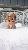 Candy, a male Cavapoo for sale in Millersburg, OH – 3 of 4