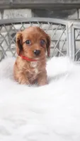  Caroline , a male Cavapoo for sale in Millersburg, OH – 4 of 4