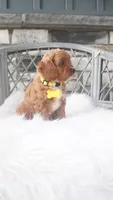 Caprice , a female Cavapoo for sale in Millersburg, OH – 4 of 5