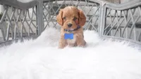 Callan , a male Cavapoo for sale in Millersburg, OH – 2 of 5