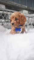 Callan , a male Cavapoo for sale in Millersburg, OH – 3 of 5