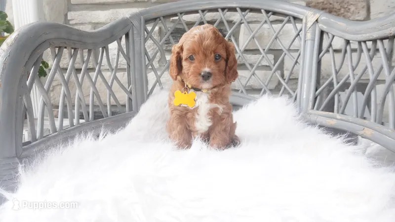 Caprice  – Cavapoo puppy for sale in Millersburg, OH
