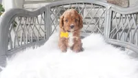 Caprice , a female Cavapoo for sale in Millersburg, OH – 1 of 5