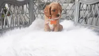 Candy, a male Cavapoo for sale in Millersburg, OH – 2 of 4
