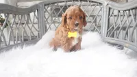 Caprice , a female Cavapoo for sale in Millersburg, OH – 2 of 5