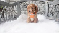Candy, a male Cavapoo for sale in Millersburg, OH – 4 of 4