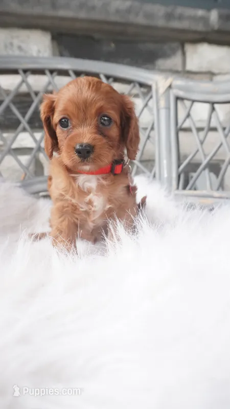  Caroline  – Cavapoo puppy for sale in Millersburg, OH