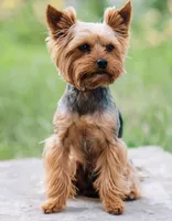 Bobbi, a male Yorkshire Terrier for sale in Antioch, TN – Photo 3 of 4