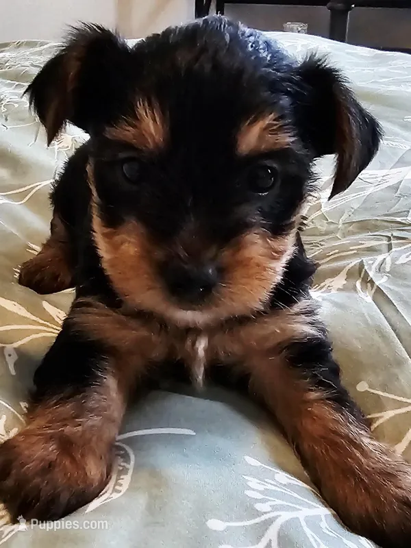 Bobbi – Yorkshire Terrier puppy for sale in Antioch, TN