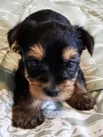 Sammie, a male Yorkshire Terrier for sale in Antioch, TN – Photo 1 of 4
