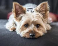 Peppa, a female Yorkshire Terrier for sale in Antioch, TN – Photo 2 of 4