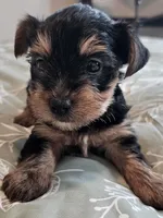 Peppa, a female Yorkshire Terrier for sale in Antioch, TN – Photo 1 of 4