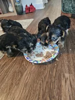 Peppa, a female Yorkshire Terrier for sale in Antioch, TN – Photo 4 of 4