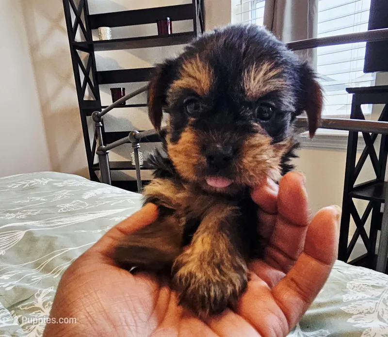 Billy – Yorkshire Terrier puppy for sale in Antioch, TN