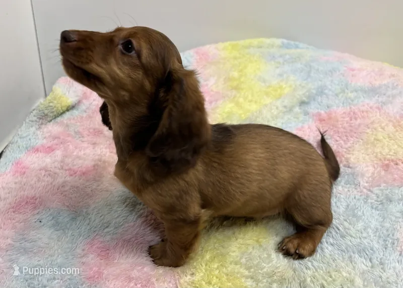 Thor,  LH Red BR Nose  – Miniature Dachshund puppy for sale in Glendale, AZ