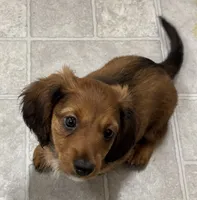 Sadie, a female Dachshund for sale in Glendale, AZ – 2 of 3