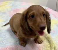 Thor,  LH Red BR Nose , a male Miniature Dachshund for sale in Glendale, AZ – 2 of 5