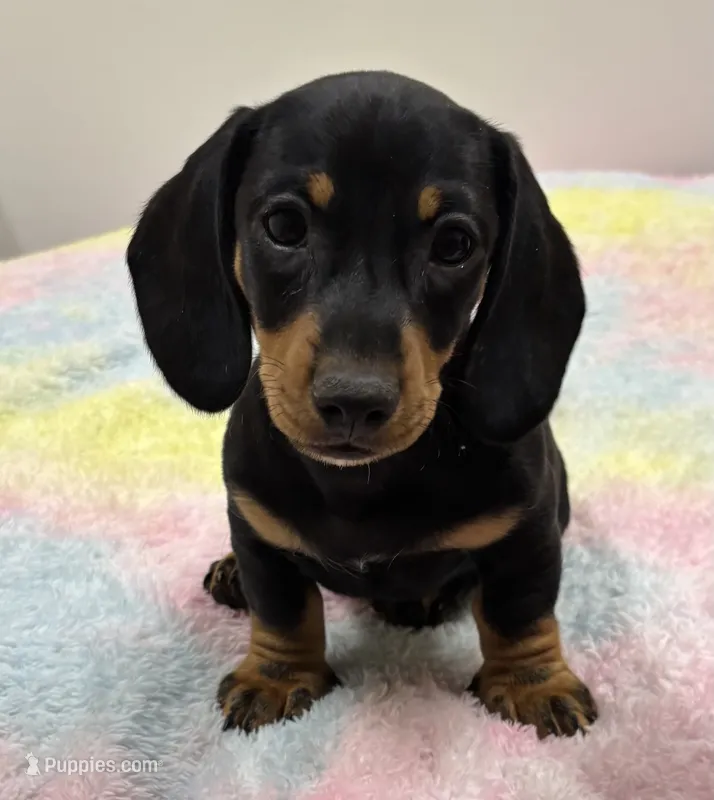 BLK Boy  – Miniature Dachshund puppy for sale in Glendale, AZ