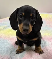 BLK Boy , a male Miniature Dachshund for sale in Glendale, AZ – 1 of 1