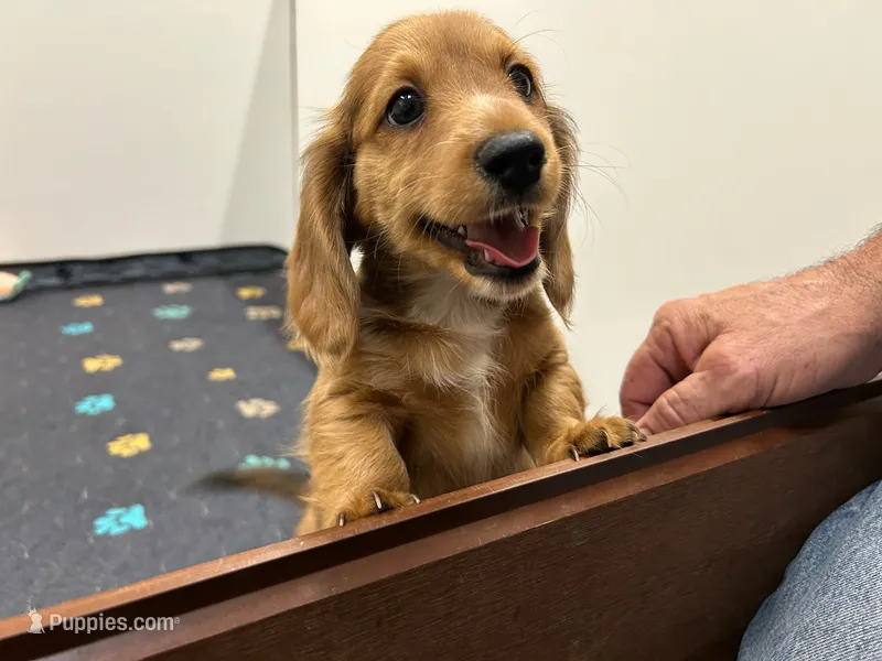 LH Red Dapple male BLK nose – Miniature Dachshund puppy for sale in Glendale, AZ