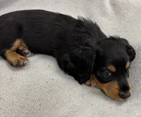 Sammy, a male Dachshund for sale in Glendale, AZ – 2 of 2