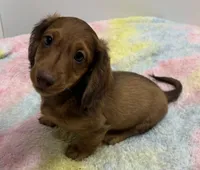 Thor,  LH Red BR Nose , a male Miniature Dachshund for sale in Glendale, AZ – 3 of 5